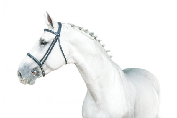 nieuws-paard-ciceroz-2-large nieuws-paard-ciceroz-2-large