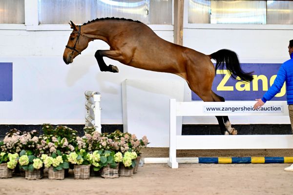 Charlotte d'Grandin Z. Charlotte d'Grandin Z.