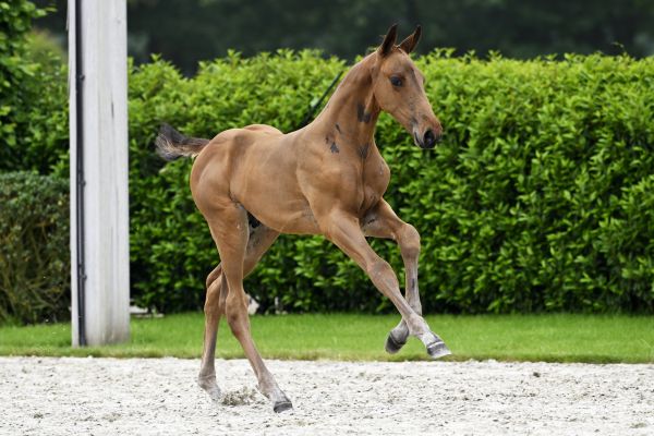 Chacco Blue x Goethe Caesar VDM Stud Z