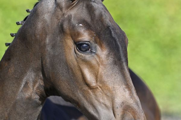 Chacco Blue x Nabab de Reve Colorado BE SES Z