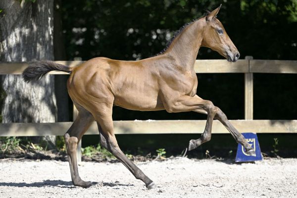 Chacco Blue x Diamant de Semilly Conthaga TJS Z