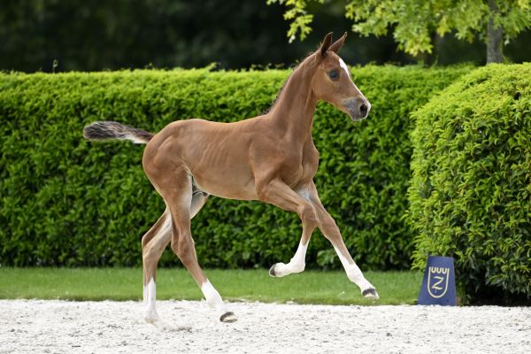 Heartbreaker x Querlybet Hero Highlight L3B Z