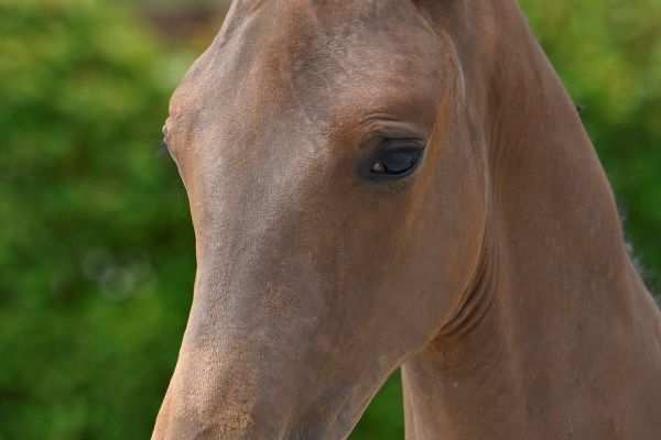 Chacco Blue x Kassander van 't Roosakker Z Chacco Boy vd Eijkhof Z