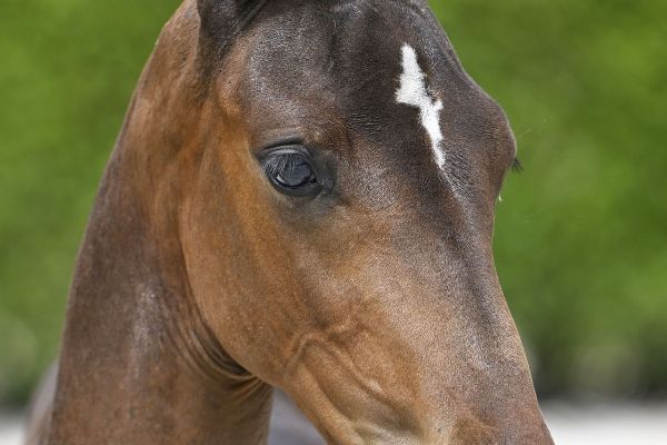 Bacardi x Thunder vd Zuuthoeve Bella Ragazza Z