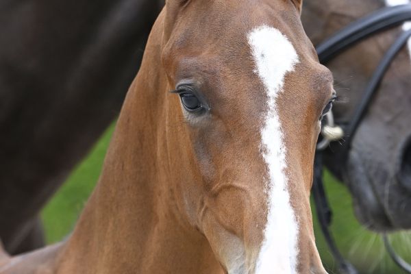 Don Quijote Z Don Quijote Z