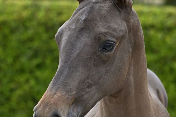 Jaxon de Léau Z Jaxon de Léau Z