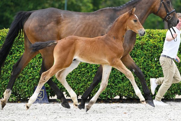 Castaar de la Vie Z Castaar de la Vie Z