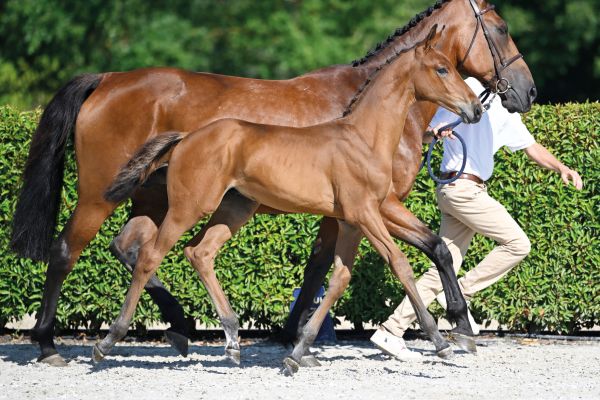 Florida SES Z Florida SES Z