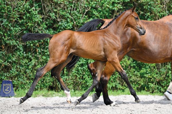 Campari KH Z Campari KH Z