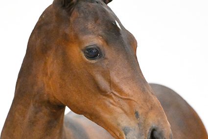 Cheroine CP MVD Z Cheroine CP MVD Z