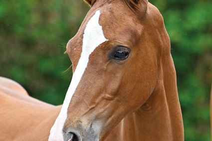 Elmo VH Zand Z Elmo VH Zand Z