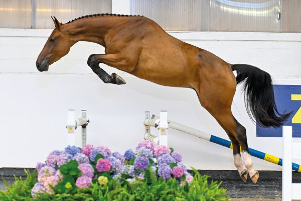 Chac Pleasure Z Chac Pleasure Z