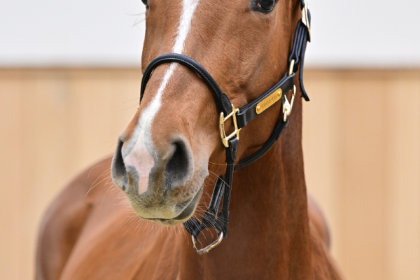 Aganix du Seigneur Z x Caretano Z Acerola Z