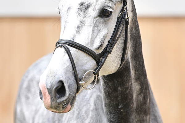 Las Vegas Z Las Vegas Z