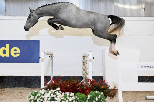 Reliance Menezig Z Reliance Menezig Z