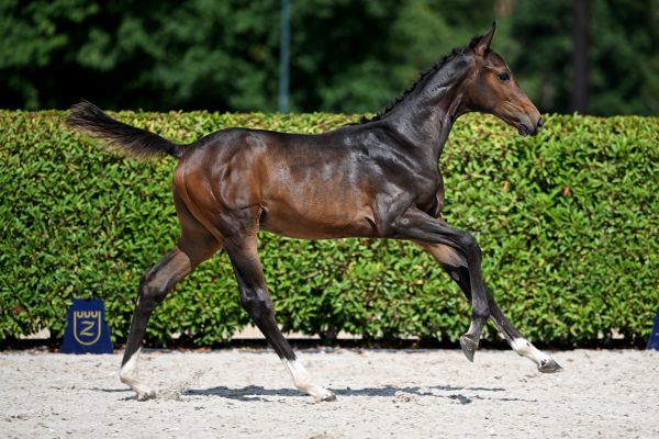 Cedre van Mander Z Cedre van Mander Z