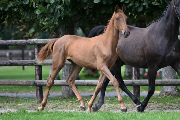 Chocobon Pommex Z Chocobon Pommex Z