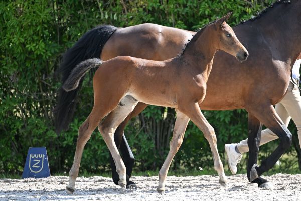 Duchesse de nemours Z