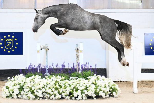 Chardonnay 2000 Z Chardonnay 2000 Z