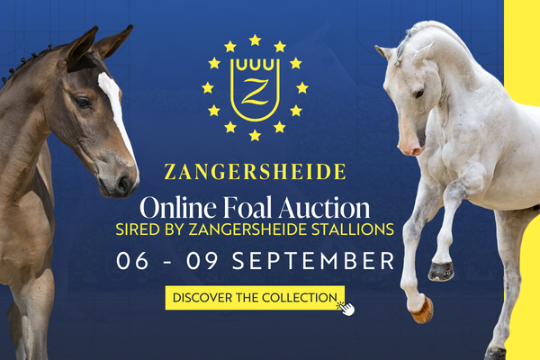 Website Banner Z Stallions
