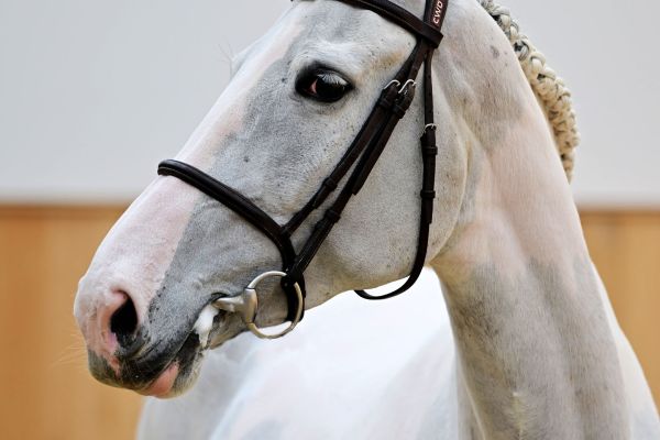 L'ALBERTINE SITTE 5 L'ALBERTINE SITTE 5