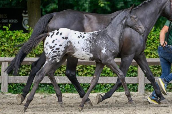 Jailyn v/d Holsteinerhoeve Z