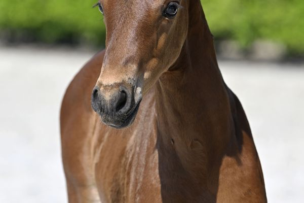 Mistic DMC Z Mistic DMC Z