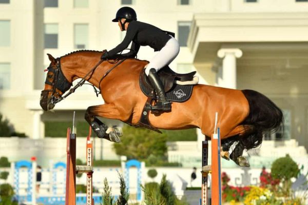 Verdini d'Houtveld Z - Lauren Balcomb - &copy;Andrew Ryback Photography Ocala