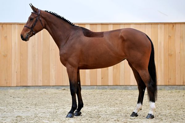 BYRON CENDRULLON Z 2 BYRON CENDRULLON Z 2