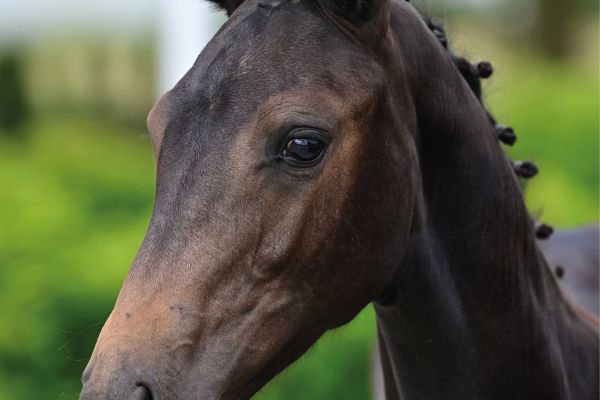 Cashcara vd Flierenhoek Z