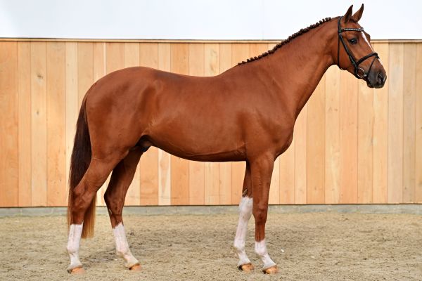 DECADANCE AC Z 3 DECADANCE AC Z 3