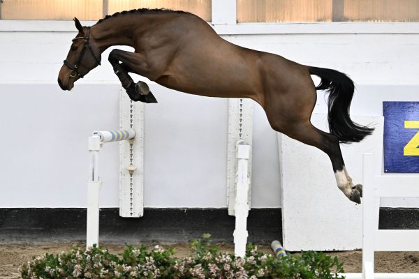 EL CARLOTTA VAN 'T KELSHOF Z 1 EL CARLOTTA VAN 'T KELSHOF Z 1