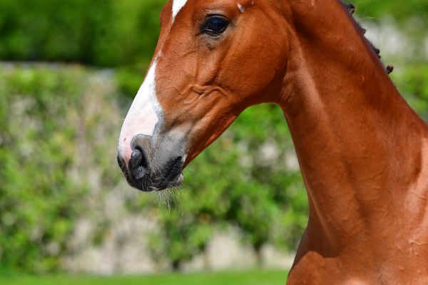 agalou-de-poteau-z-15 agalou-de-poteau-z-15