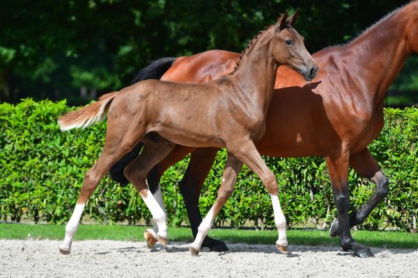 el-nio-h-z el-nio-h-z