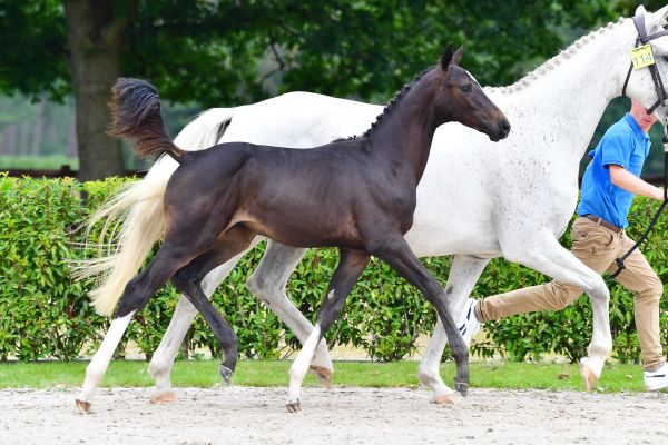 diva-de-nyze-z diva-de-nyze-z