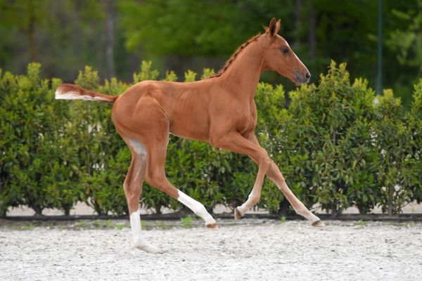 action-man-ii-z action-man-ii-z