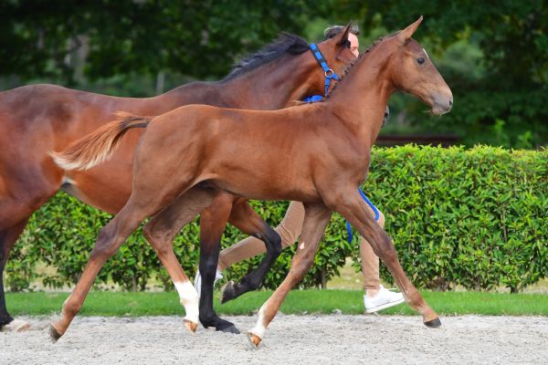 diablo-de-laubry-z diablo-de-laubry-z