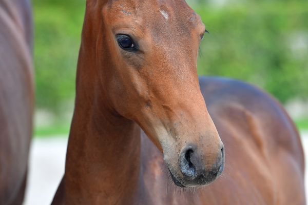 crypto-philyra-vv-z-50 crypto-philyra-vv-z-50