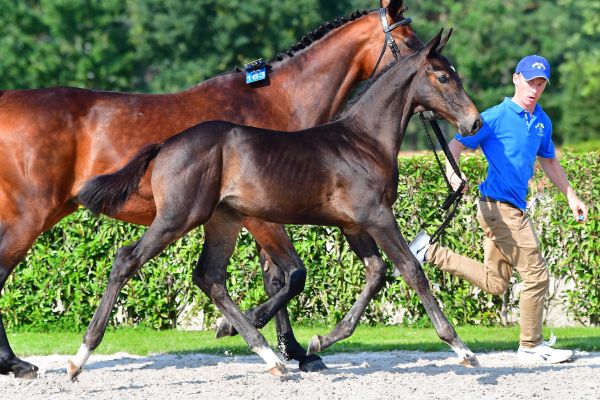 amaro-2000-z amaro-2000-z