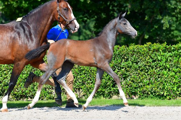 caribisse-vh-gouden-bit-z-88 caribisse-vh-gouden-bit-z-88