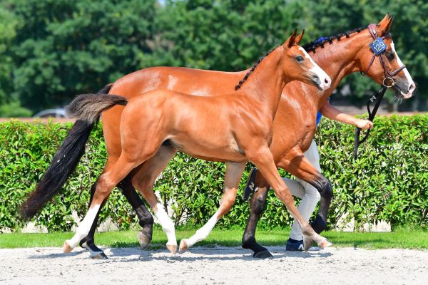 adonix-ts-z adonix-ts-z