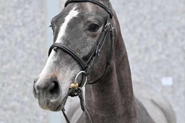 levine-vd-berghoeve-z levine-vd-berghoeve-z