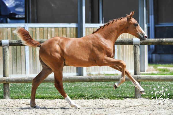 veulens2020voorwebsite75 veulens2020voorwebsite75