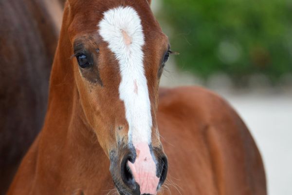 20200718-ga70309-1 20200718-ga70309-1