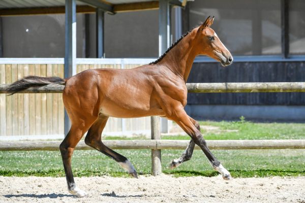 024-tangelino-meniljean-z5s31760-1-large 024-tangelino-meniljean-z5s31760-1-large