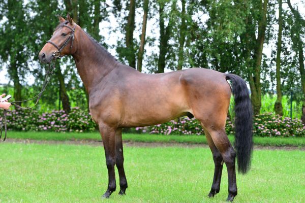 clash-van-de-hunters-z-82 clash-van-de-hunters-z-82