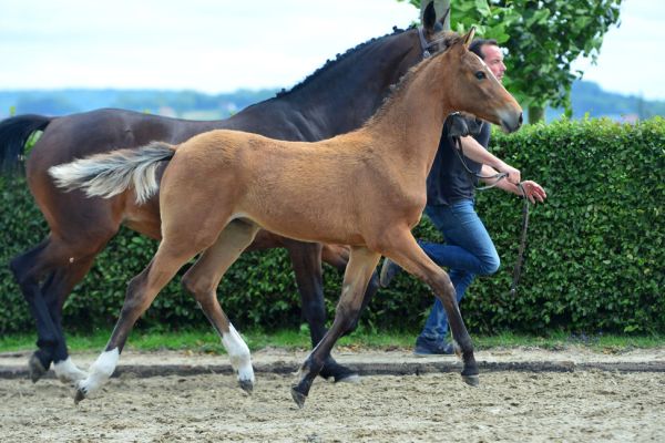 azra-vd-hunters-z-95 azra-vd-hunters-z-95