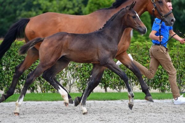 coco-philyra-vv-z coco-philyra-vv-z