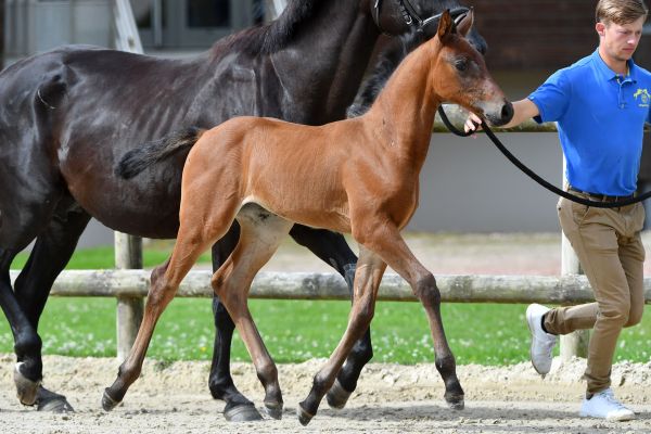 con-costa-tsc-z con-costa-tsc-z