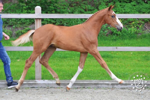 veulens2020voorwebsite70 veulens2020voorwebsite70